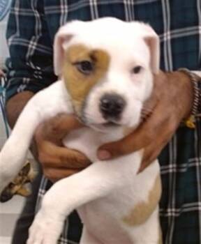 Boxer Dogs Available for Adoption in Oklahoma City, Oklahoma - A474823 | PetCurious