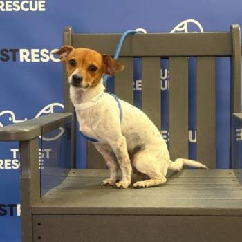 MOOSHU -  Terrier and Mixed Breed Dog for Adoption in Waterford, New Jersey - MOOSHU | PetCurious