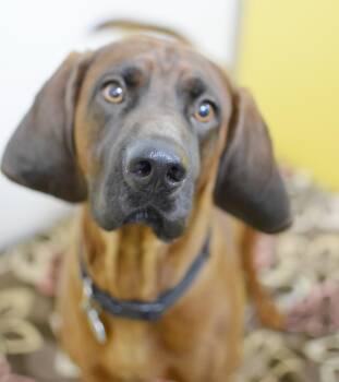 Bubba -  Redbone Coonhound Dog for Adoption in Pontiac, Michigan - Bubba | PetCurious