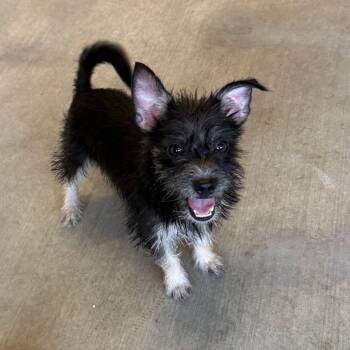 Clinton -  Mixed Breed and Terrier Dog for Adoption in Ponca City, Oklahoma - Clinton | PetCurious
