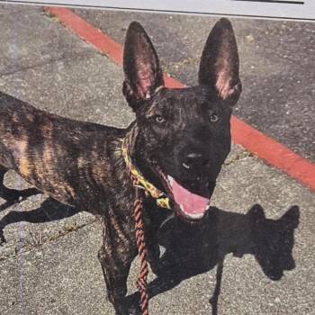 Mixed Breed Dogs Available for Adoption in Sonoma, California - No Name | PetCurious