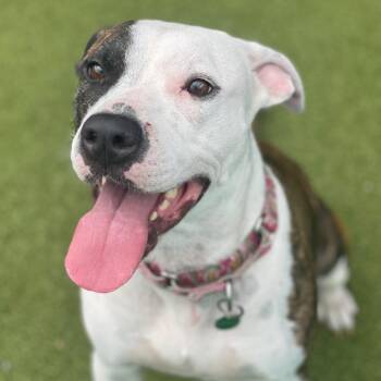 English Bulldog Dogs Available for Adoption in Lakeland, Florida - Marble | PetCurious