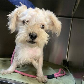 Pup Nacho -  Maltese and Poodle Dog for Adoption in Pasadena, California - Pup Nacho | PetCurious