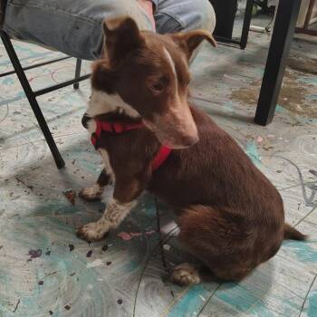 Cattle Dog Dogs Available for Adoption in Coos Bay, Oregon - Brownie | PetCurious