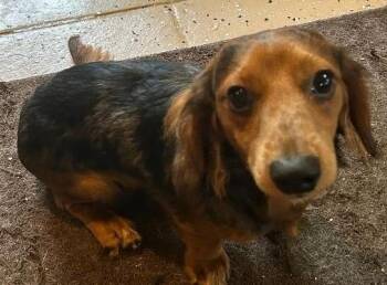 NUGGET -  Dachshund Dog for Adoption in Georgetown, Kentucky - NUGGET | PetCurious