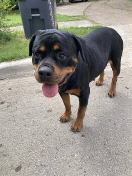 Rottweiler Dogs Available for Adoption in Dallas, Texas - ALICIA | PetCurious