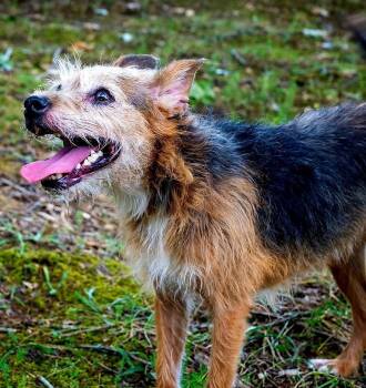 MAPLE -  Terrier Dog for Adoption in Franklin, Tennessee - MAPLE | PetCurious