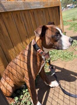 Pit Bull Terrier and Mixed Breed Dogs Available for Adoption in Fort Collins, Colorado - Uno | PetCurious
