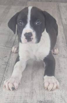 Mixed Breed Dogs Available for Adoption in Shreveport, Louisiana - Biscuit | PetCurious