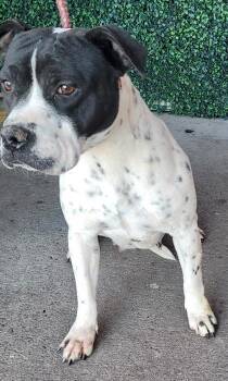 Rescue American Staffordshire Terrier and Mixed Breed Dogs for Adoption in El Paso, Texas - 59811458 | PetCurious