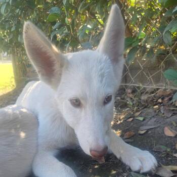 Snowcone -  Husky and German Shepherd Dog Dog for Adoption in San Jacinto, California - Snowcone | PetCurious