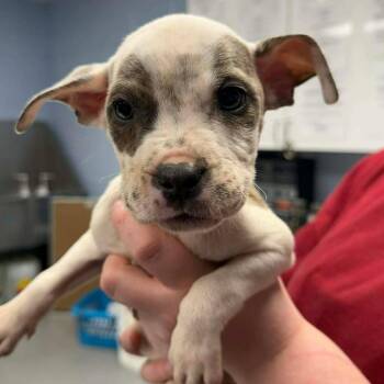 Pit Bull Terrier Dogs Available for Adoption - Austin | PetCurious
