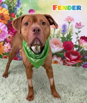 Mixed Breed Dogs Available for Adoption in Flint, Michigan - Fender | PetCurious