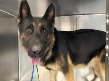 MARCO -  German Shepherd Dog and Mixed Breed Dog for Adoption in Thousand Palms, California - MARCO | PetCurious