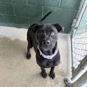 Nanny -  Terrier and Mixed Breed Dog for Adoption in Carencro, Louisiana - Nanny | PetCurious