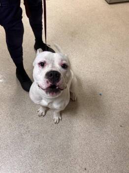 SPUNK -  Pit Bull Terrier Dog for Adoption in Riverside, California - SPUNK | PetCurious