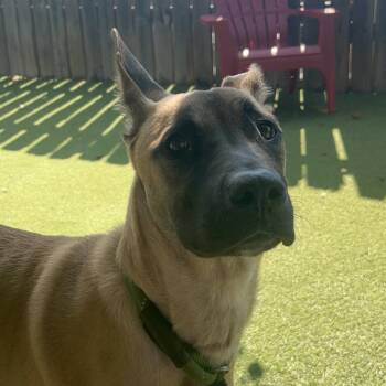 Fifa -  German Shepherd Dog and Mixed Breed Dog for Adoption in St. Louis, Missouri - Fifa | PetCurious