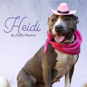 Heidi -  Mixed Breed Dog for Adoption in Clarksville, Tennessee - Heidi | PetCurious
