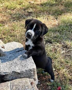 Mr.Puppy Paws -  Australian Cattle Dog Blue Heeler Dog for Adoption in Berlin, New Jersey - Mr.Puppy Paws | PetCurious