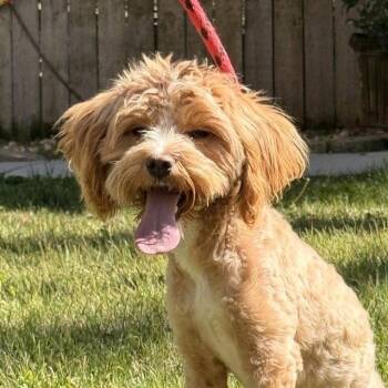 Cockapoo Dogs Available for Adoption in Locust Fork, Alabama - SERENITY | PetCurious
