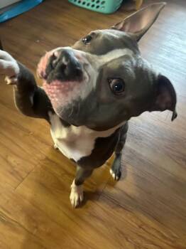 Buggzy -  Pit Bull Terrier and Mixed Breed Dog Available for Adoption in Peru, New York - Buggzy | PetCurious