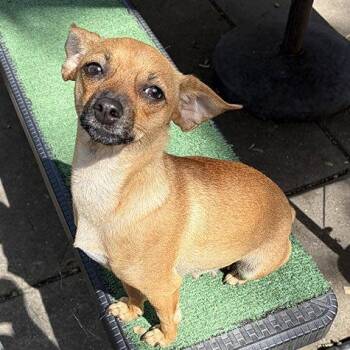 Chihuahua Dogs Available for Adoption in Oakland, California - Ursula | PetCurious