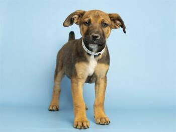 German Shepherd Dog Dogs Available for Adoption in Phoenix, Arizona - BLOSSOM | PetCurious
