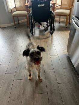 Leilani -  Schnauzer and Terrier Dog for Adoption in Milton, Georgia - Leilani | PetCurious