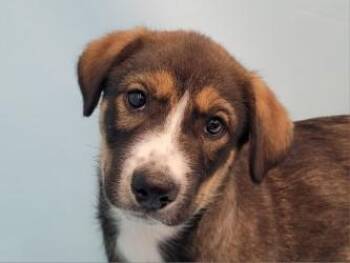 Maple -  German Shepherd Dog and Mixed Breed Dog for Adoption in Golden Valley, Minnesota - Maple | PetCurious