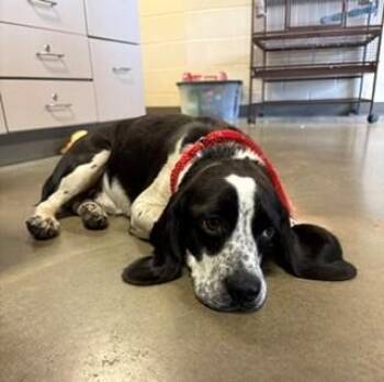 Benny -  Beagle and Cocker Spaniel Dog for Adoption in Mason City, Iowa - Benny | PetCurious