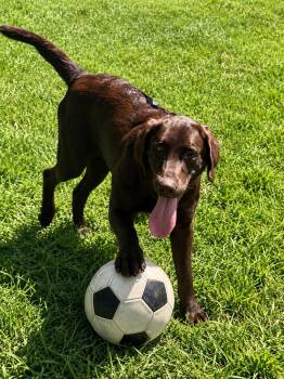 Peanut -  Chocolate Labrador Retriever Dog for Adoption - Peanut | PetCurious