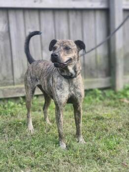 Rescue Mixed Breed Dogs for Adoption in Fairfield, New Jersey - Mochi | PetCurious