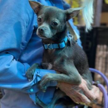 Chihuahua Dogs Available for Adoption in Los Angeles, California - Hedwig A2269271 | PetCurious