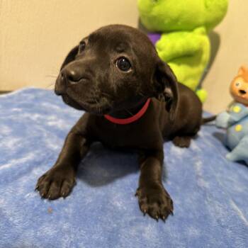 Labrador Retriever and Mixed Breed Dogs Available for Adoption in Clearwater, Florida - Sonic | PetCurious