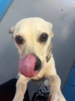 Cash -  Corgi Dog for Adoption in Hartsville, South Carolina - Cash | PetCurious