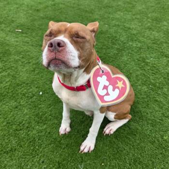 Rosie -  Pit Bull Terrier Dog for Adoption in Bristol, Indiana - Rosie | PetCurious