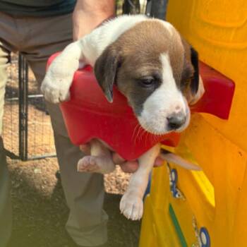 Foxhound and Mixed Breed Dogs Available for Adoption in Raleigh, North Carolina - Ruse | PetCurious