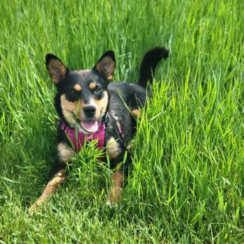 Baby -  Mixed Breed Dog for Adoption in Saskatoon, Saskatchewan - Baby | PetCurious
