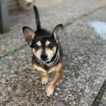 Jimothy D11526 -  Chihuahua and Jack Russell Terrier Dog for Adoption - Jimothy D11526 | PetCurious