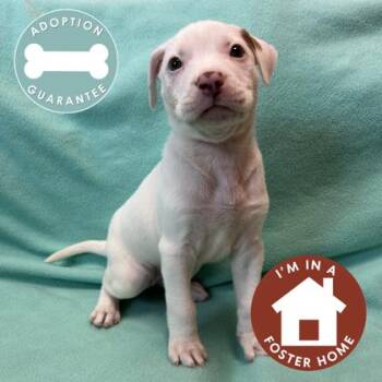 Mixed Breed Dogs Available for Adoption in Janesville, Wisconsin - Tanya | PetCurious