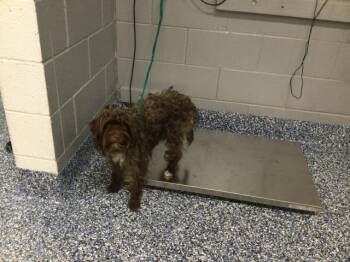 SCRUFFY -  Terrier and Mixed Breed Dog for Adoption in Thousand Palms, California - SCRUFFY | PetCurious