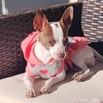Princess Leia -  Chihuahua and Mixed Breed Dog for Adoption in Las Vegas, Nevada - Princess Leia | PetCurious