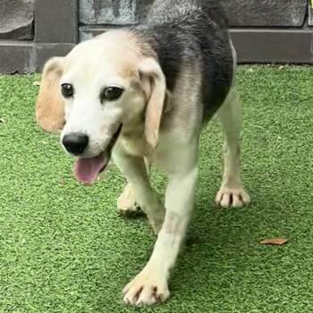 Post -  Beagle Dog for Adoption in Sunrise, Florida - Post | PetCurious