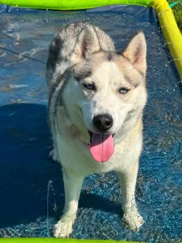 Koda -  Husky Dog for Adoption in Shelby, Michigan - Koda | PetCurious