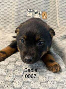 Shepherd Dogs Available for Adoption in Hop Bottom, Pennsylvania - Sadie | PetCurious
