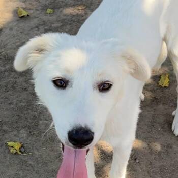 Princess -  Great Pyrenees and Labrador Retriever Dog for Adoption in Fresno, California - Princess | PetCurious