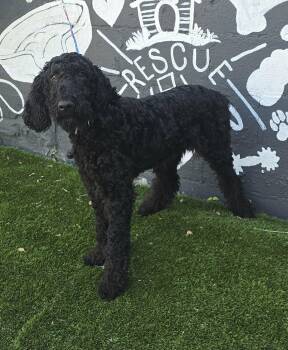 Labradoodle and Poodle Dogs Available for Adoption in New York, New York - Lucarno *foster Needed*  | PetCurious