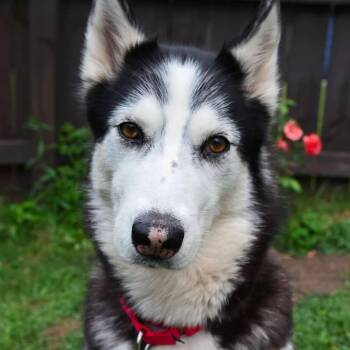 Rescue Husky Dogs for Adoption in Glenfield, New York - Memphis | PetCurious