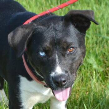 Emmylou+ -  Husky and Mixed Breed Dog for Adoption in Elk Grove Village, Illinois - Emmylou+ | PetCurious