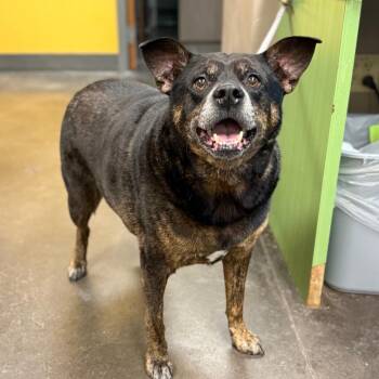 Mixed Breed Dogs Available for Adoption in Norman, Oklahoma - NAWC-Stray-62248 | PetCurious